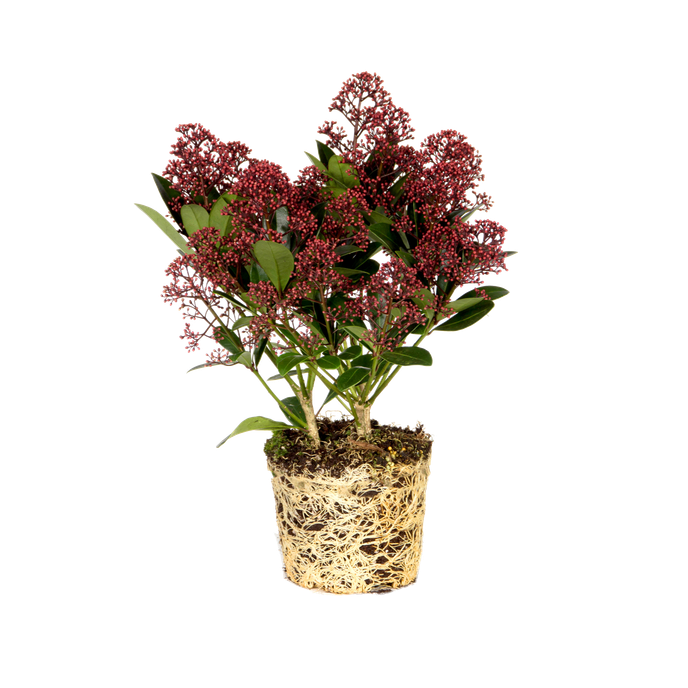 Skimmia japonica